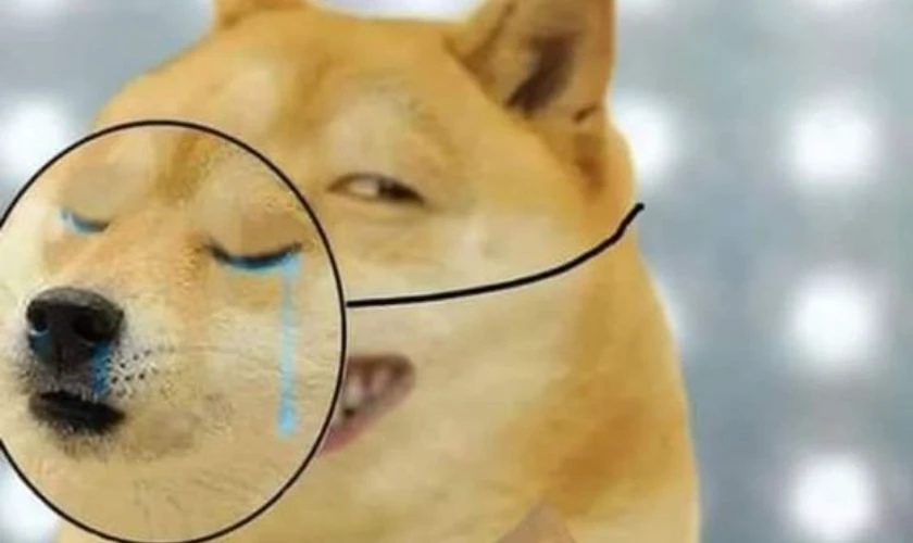 Hình chó biểu cảm vô tri, hài hước