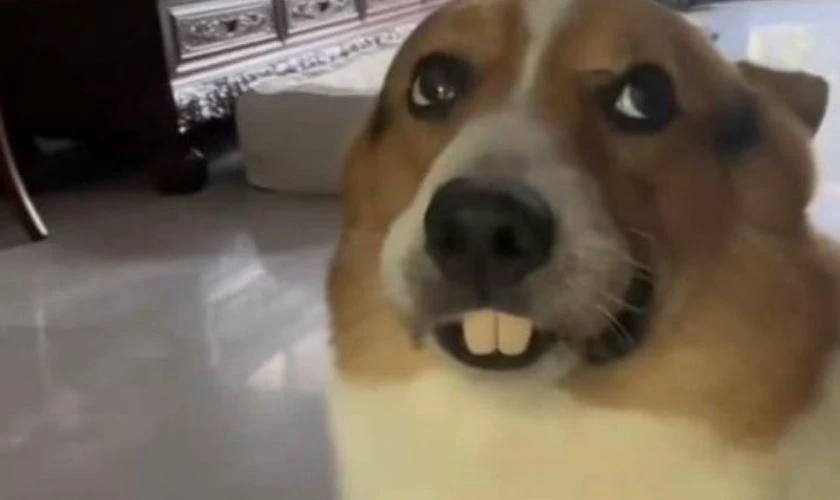 Hình chó biểu cảm hài hước 2025