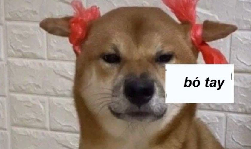 Ảnh meme bất lực