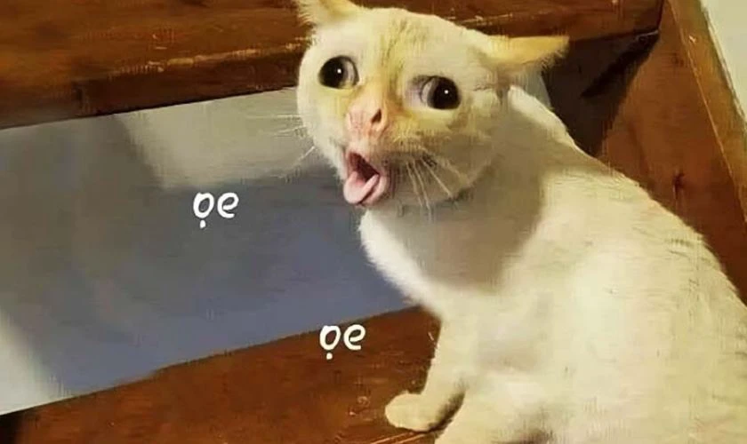 Ảnh Meme hài hước, vui nhộn