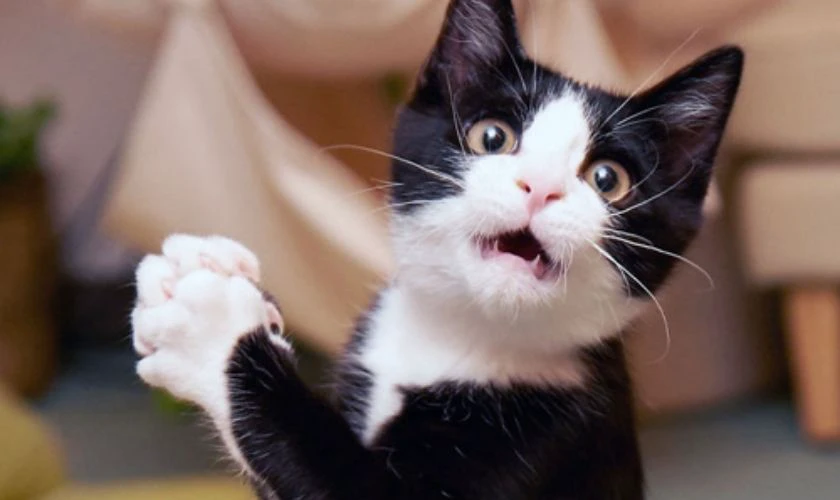 Hình biểu cảm vô tri, ngơ ngác 2025