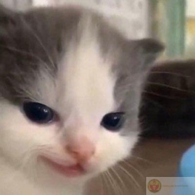 Cười khinh bỉ anime giúp người xem cảm nhận được sự mỉa mai hài hước