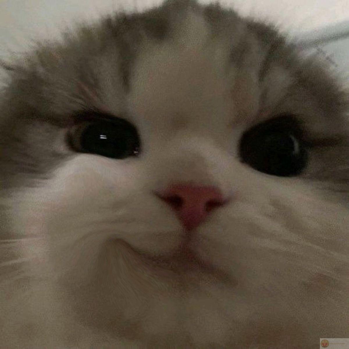 Cười nhếch mép khinh bỉ khiến meme trở nên phổ biến trong cộng đồng mạng