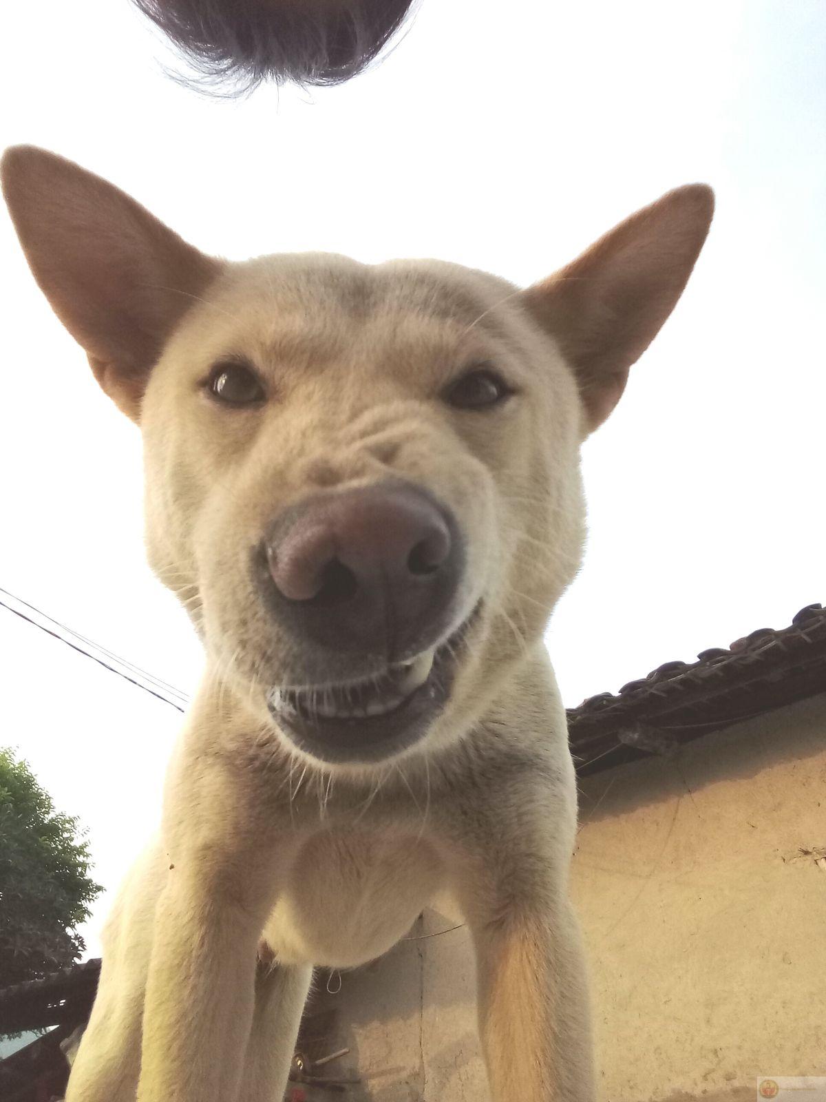 Meme khinh bỉ tạo dấu ấn nhờ phong cách mỉa mai cực kỳ sáng tạo độc đáo