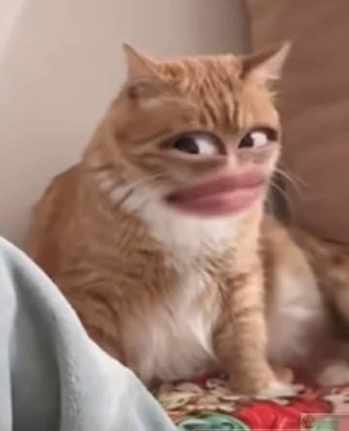 Ảnh meme khinh bỉ là lựa chọn tuyệt vời khi muốn chọc ghẹo bạn bè online