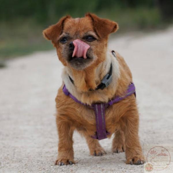 Portrait of Shiba Inu dog licking its face on yellow background.