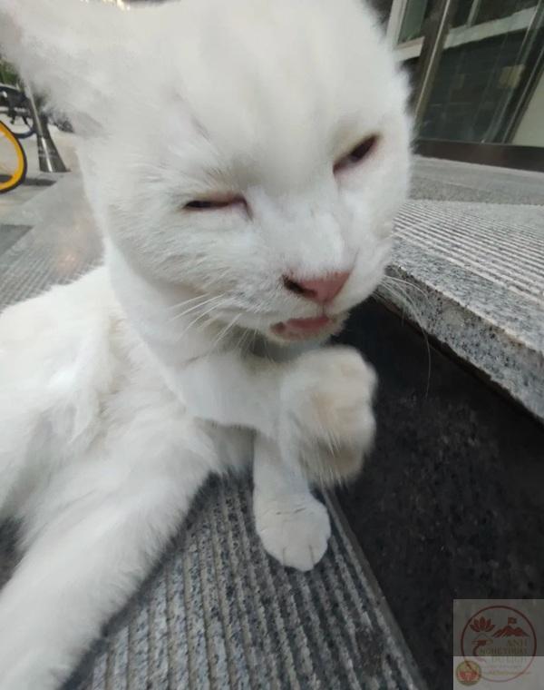 Nami the dog on the road licking her lips, Lorcha, Spain