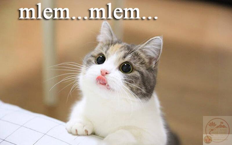 Kho 90+ Meme Lè Lưỡi, Liếm Màn Hình, Điện Thoại diễn tả sự khao khát một cách hài hước