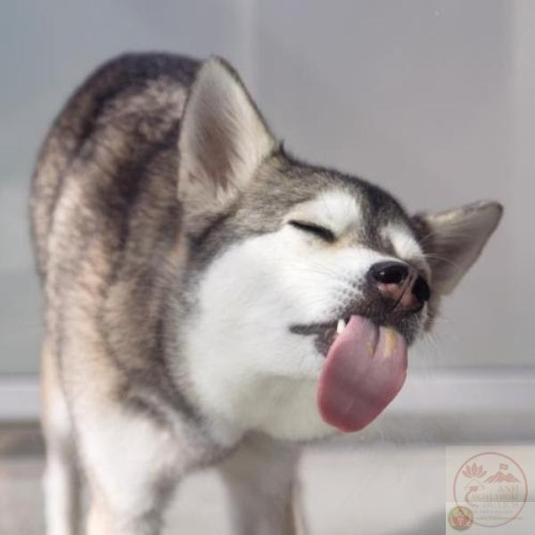 Tổng Hợp 90+ Meme Mlem Hot Nhất 2025 Dân Mạng Phát Cuồng