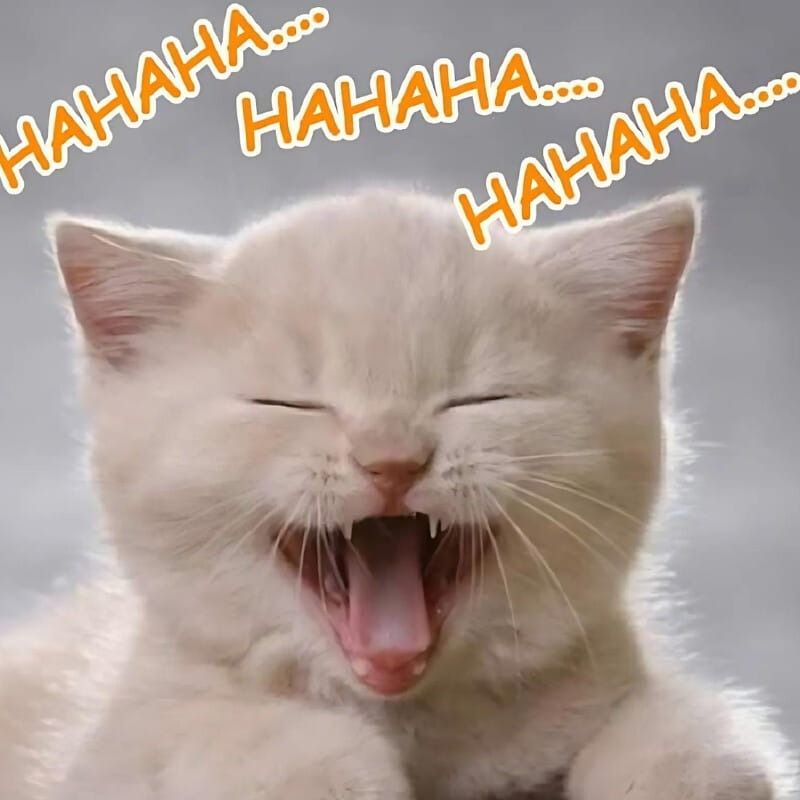 Meme mèo cười nhe răng