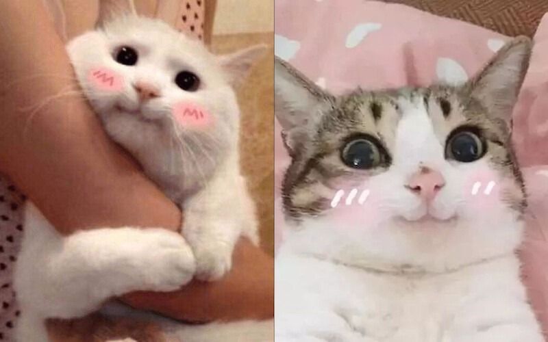 Meme mèo cười mỉm/cute