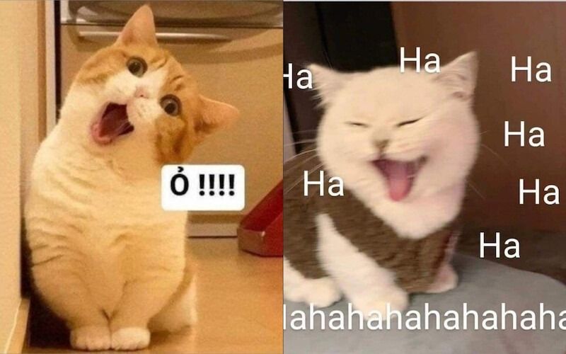 Meme mèo cười mỉm/cute