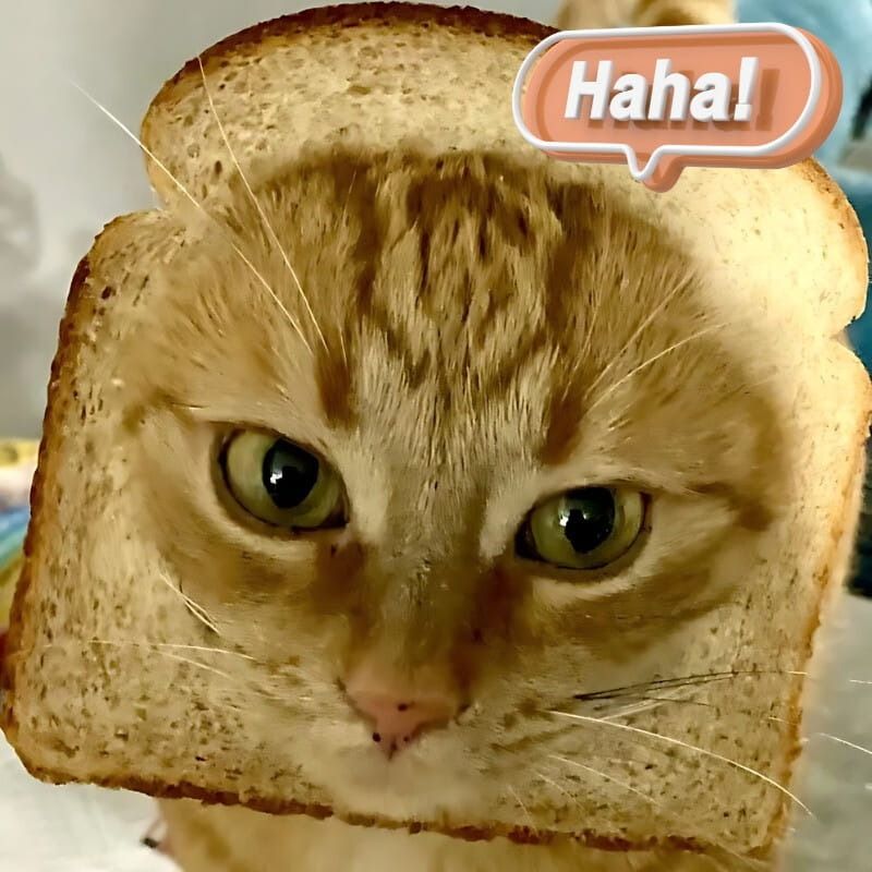 Meme mèo cười haha/hehe 