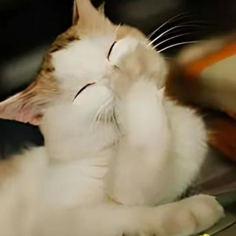 Meme mèo cười che miệng