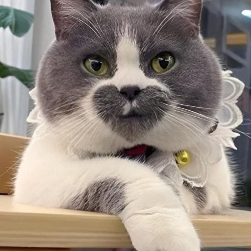 Meme mèo cười đểu/nhếch mép