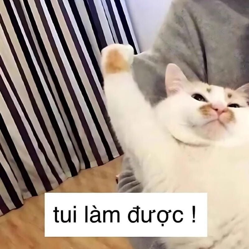 Meme mèo cười chỉ tay