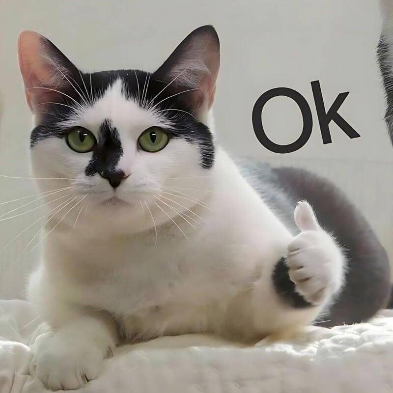 Meme mèo cười chỉ tay