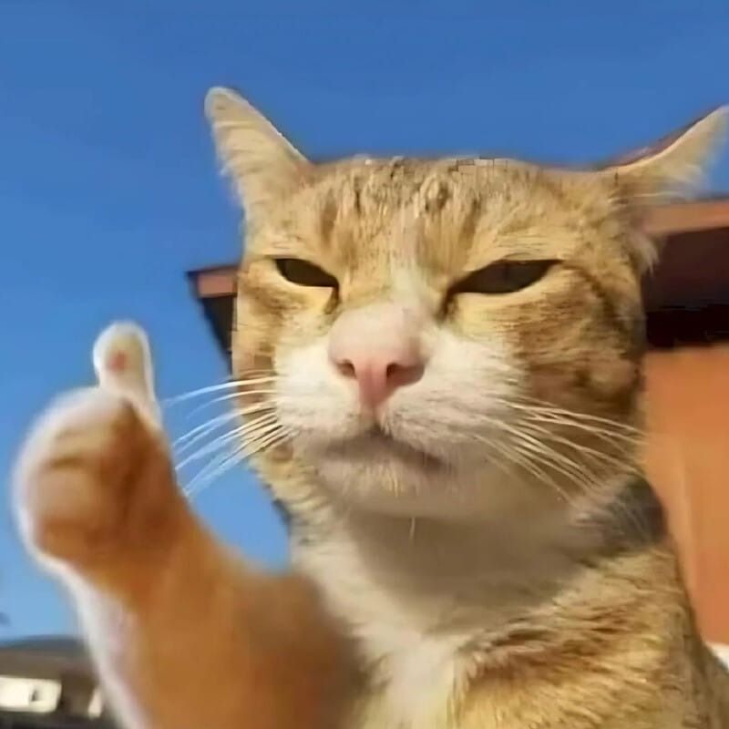 Ý nghĩa và cách sử dụng meme mèo cười