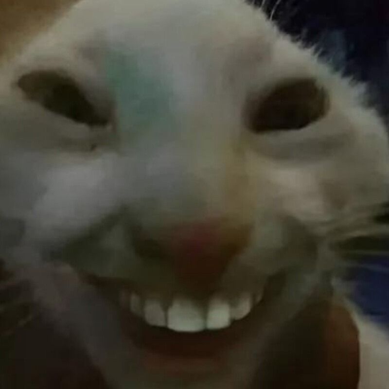 Meme mèo cười nhe răng