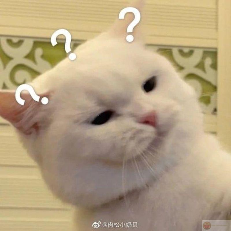 Ngồi toilet là nhảy lên đùi làm phiền