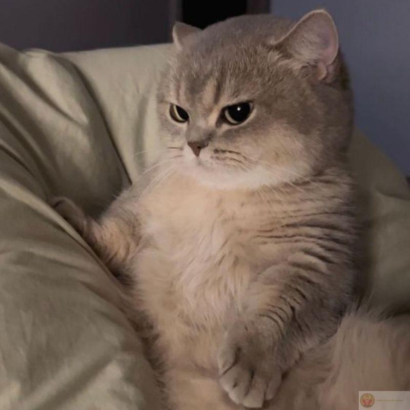 Thích nằm trong thùng hơn nằm trong lòng