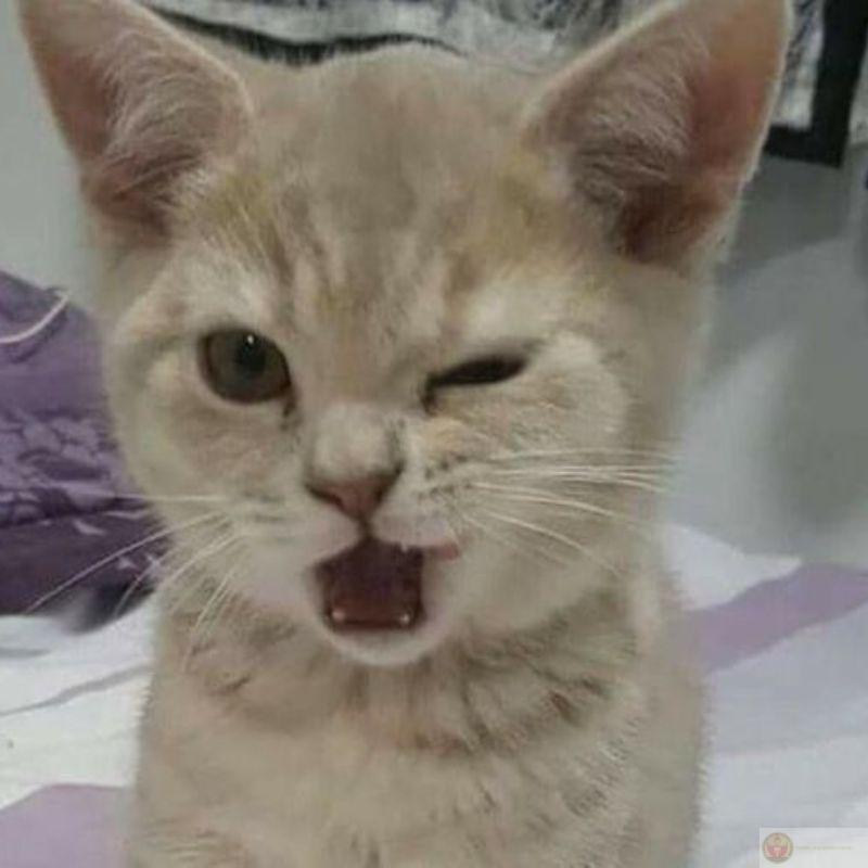 Thấy chuột nhưng mèo chỉ nhìn bằng ánh mắt buồn