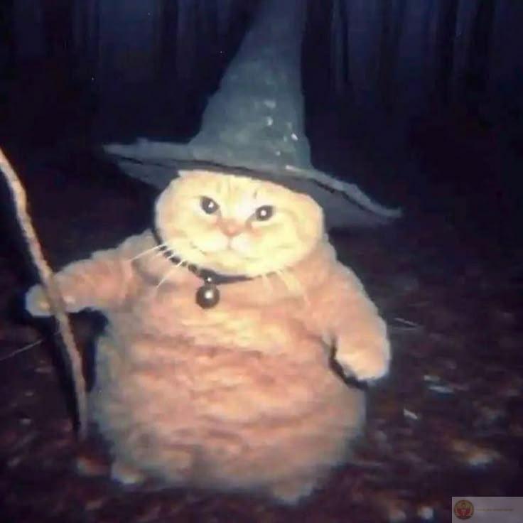 Thích ở nơi cao nhưng sợ độ cao