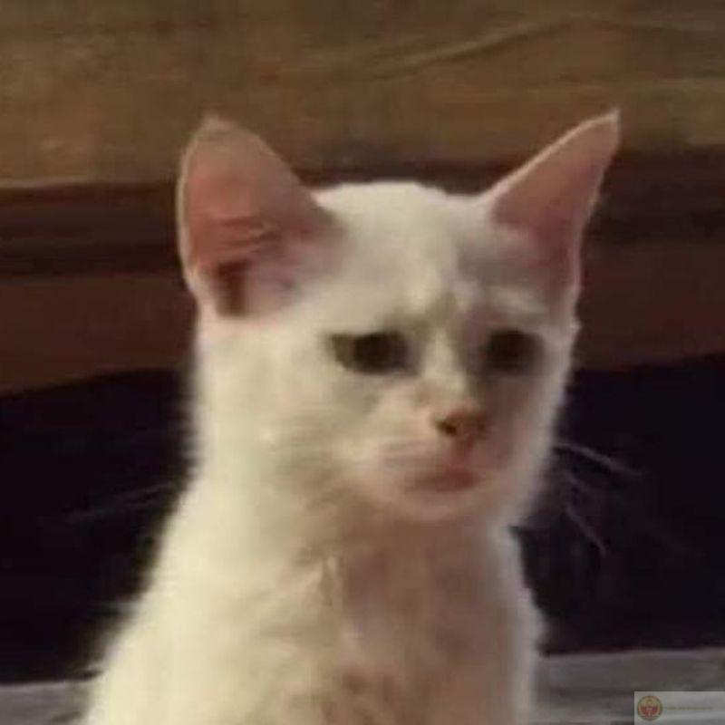 Vừa làm đổ ly nước đã giả vờ ngây thơ