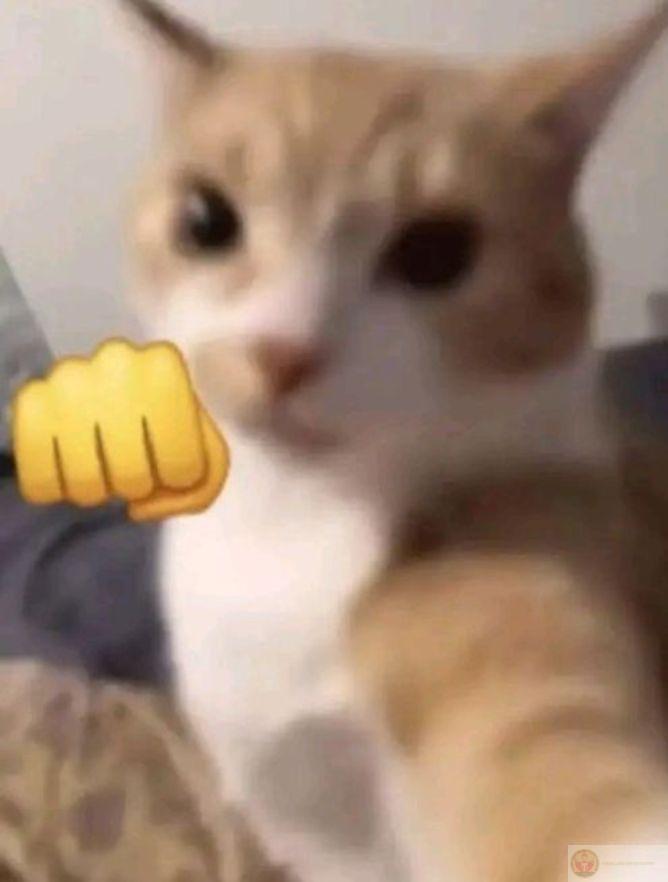 Vừa dọn xong ổ thì mèo leo vô phá