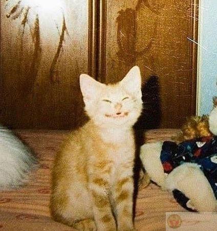 Ăn no xong là xoài ra như bánh bèo