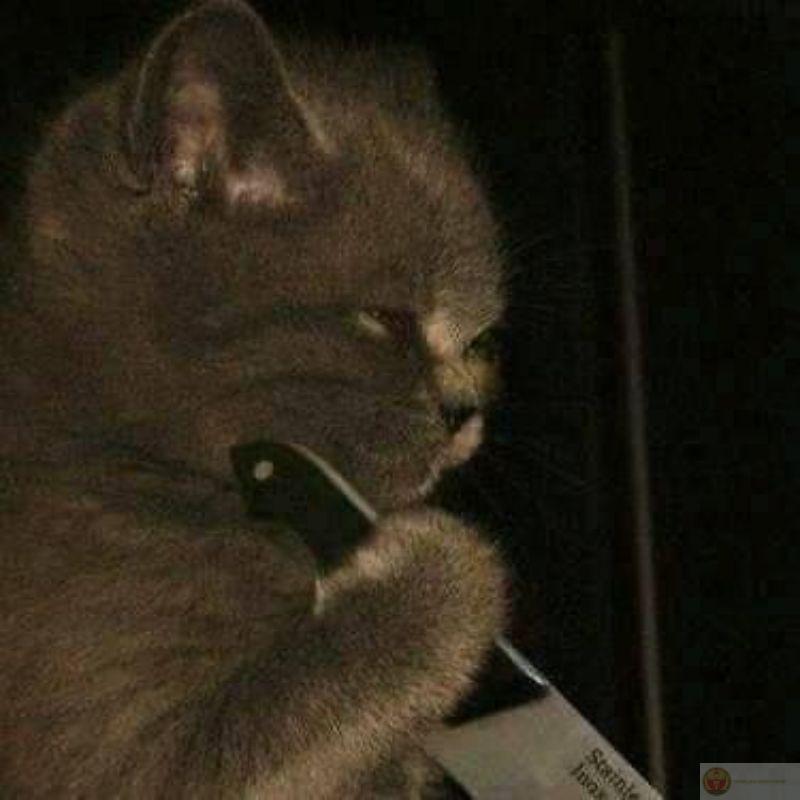 Cái mặt tỉnh như không khi vừa làm bậy