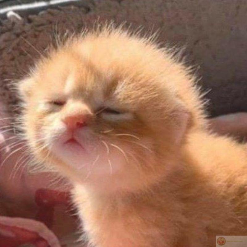 Có ai nói dở hơn con sen vừa phát biểu không