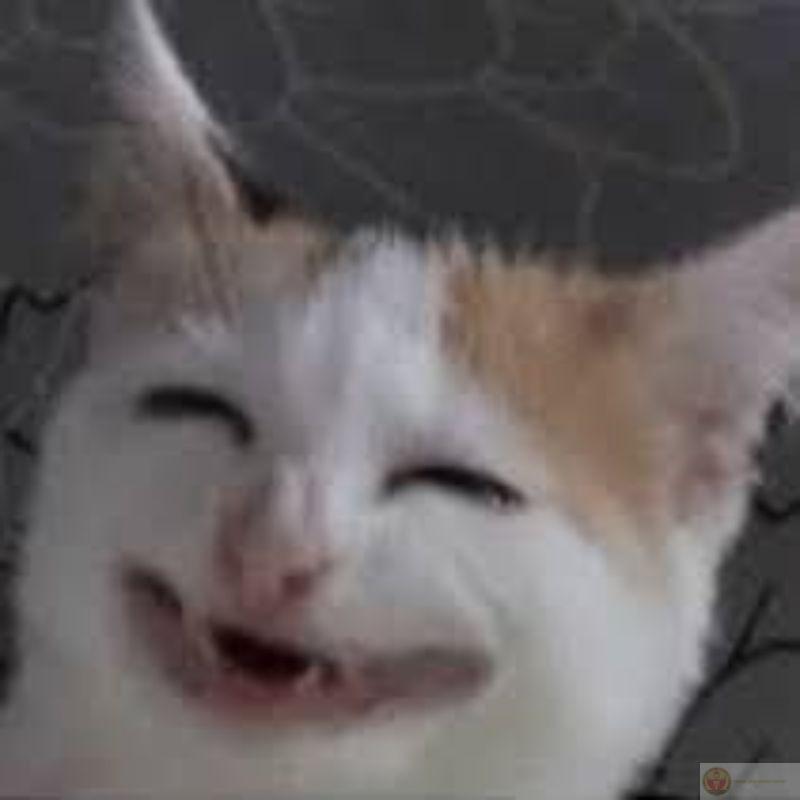 Chuyện nhà người ta không liên quan tới mèo