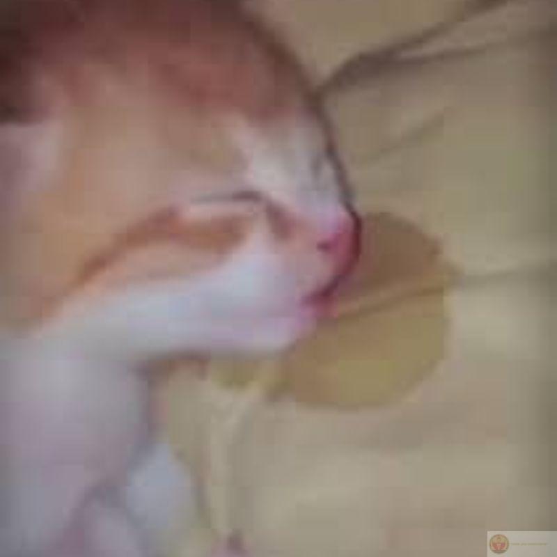 Cứ thấy bọc nilon là tưởng cái giường mới