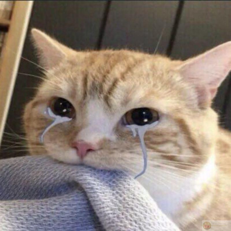 Meme mèo bựa khóc nhè