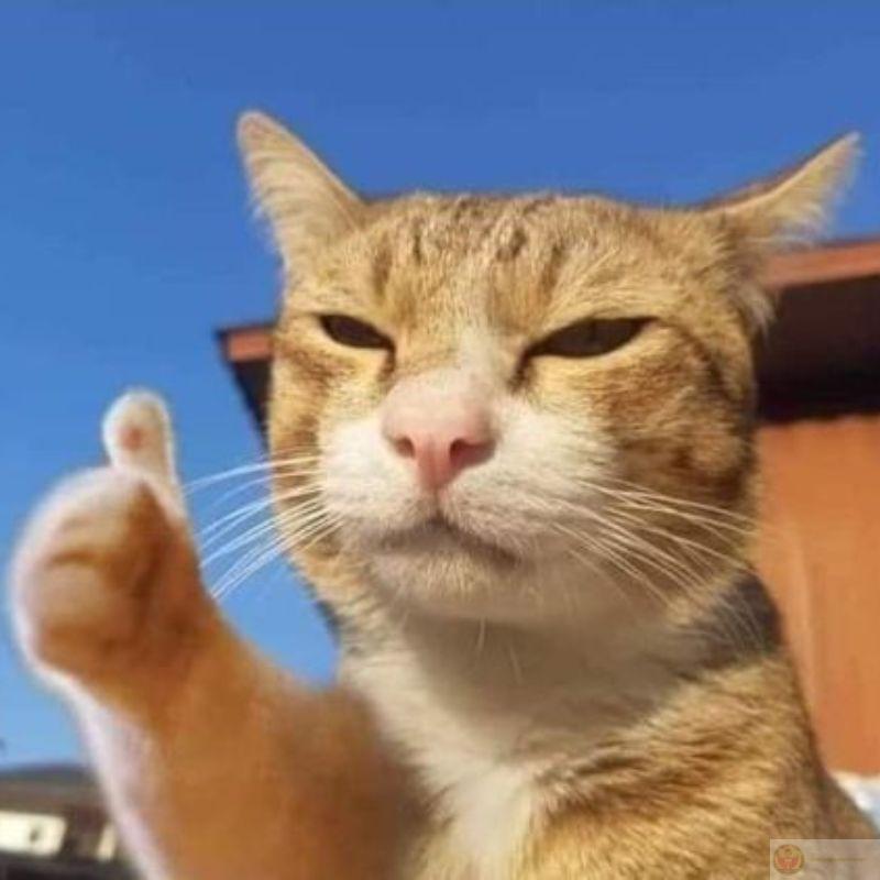 Giả bộ không quan tâm nhưng theo dõi sát nút