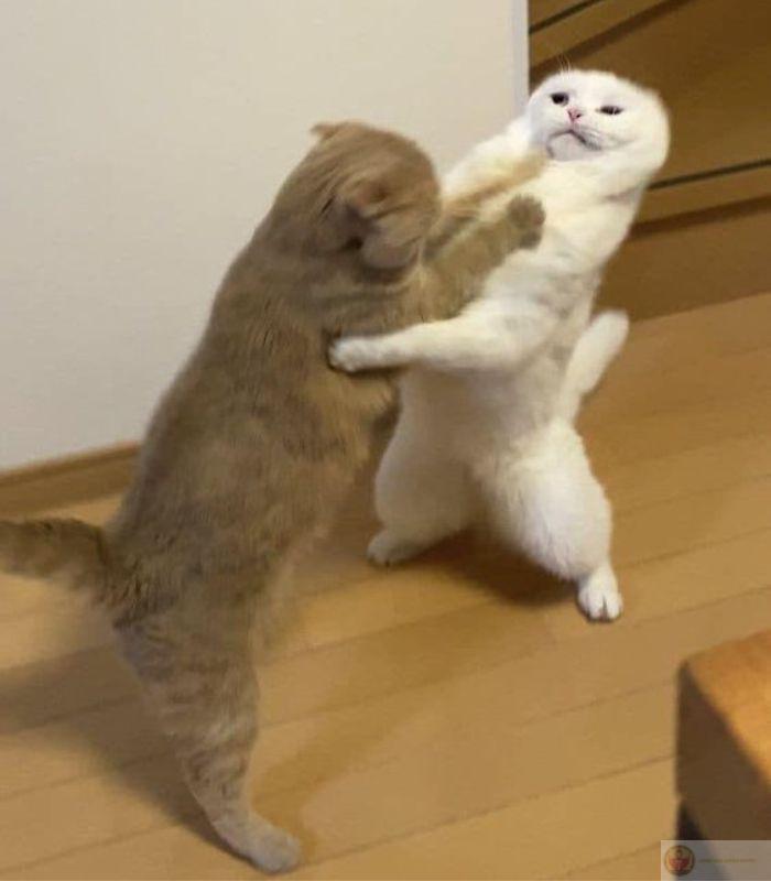 Giỡn một tí là rách luôn màn cửa