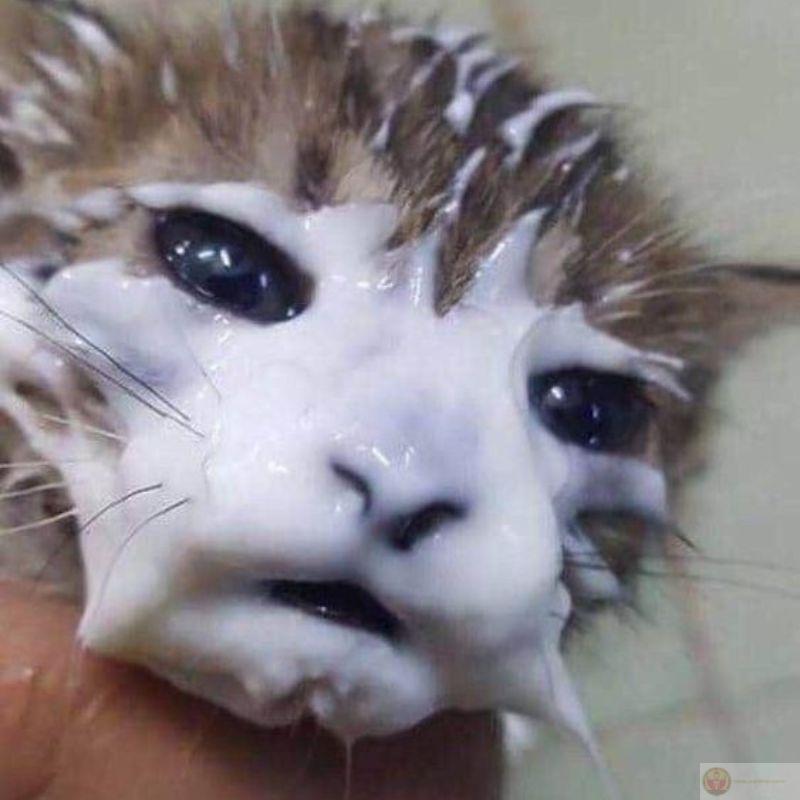 Lạnh nhạt với mọi thứ trừ cá khô