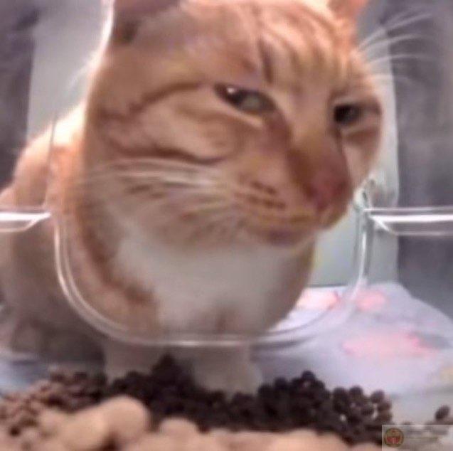 Không thích người lạ nhưng lại mê đồ ăn của họ