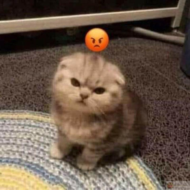 Không phải đồ ăn thì không thèm quan tâm