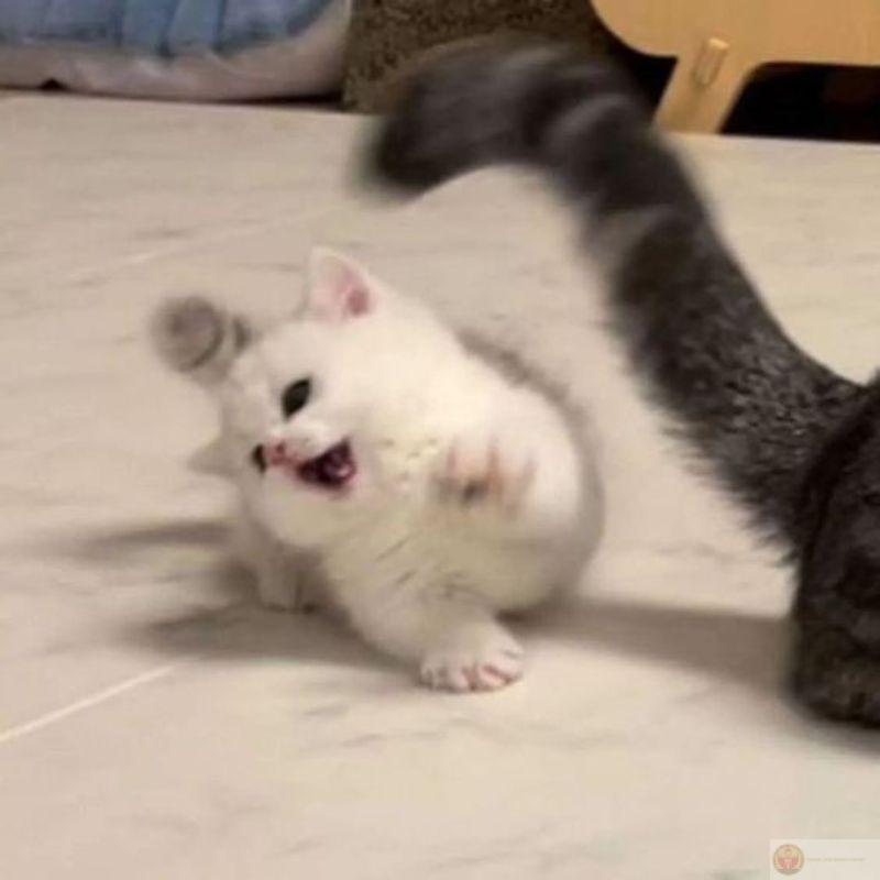 Không ai thờ ơ mà gắt như con mèo