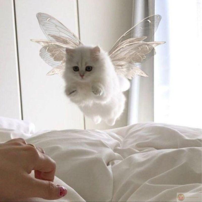 Meme mèo cười đểu