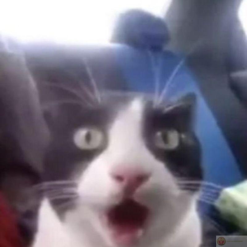 Meme mèo cười nhe răng