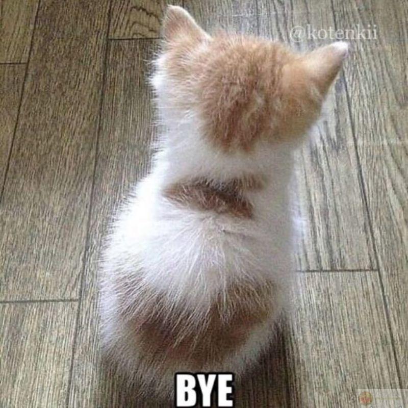 Mèo meme cute