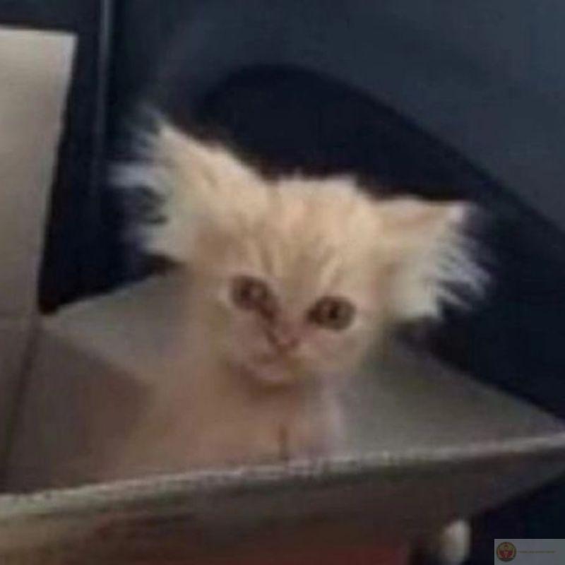 Meme giận dỗi cute