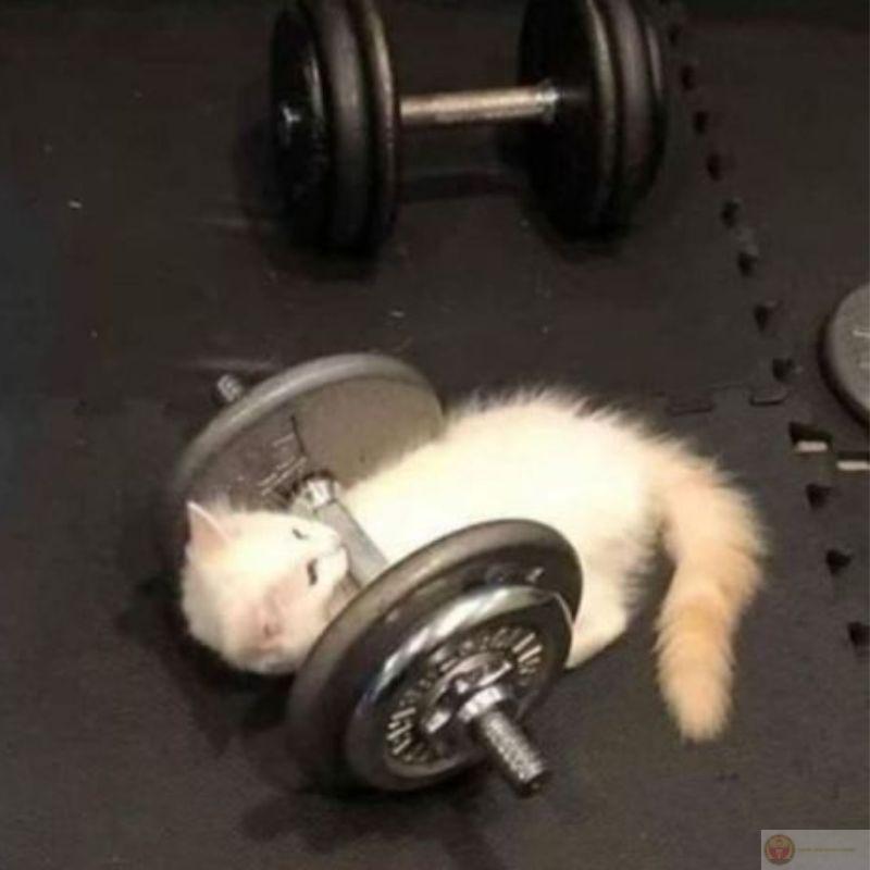 Meme mèo chống nạnh