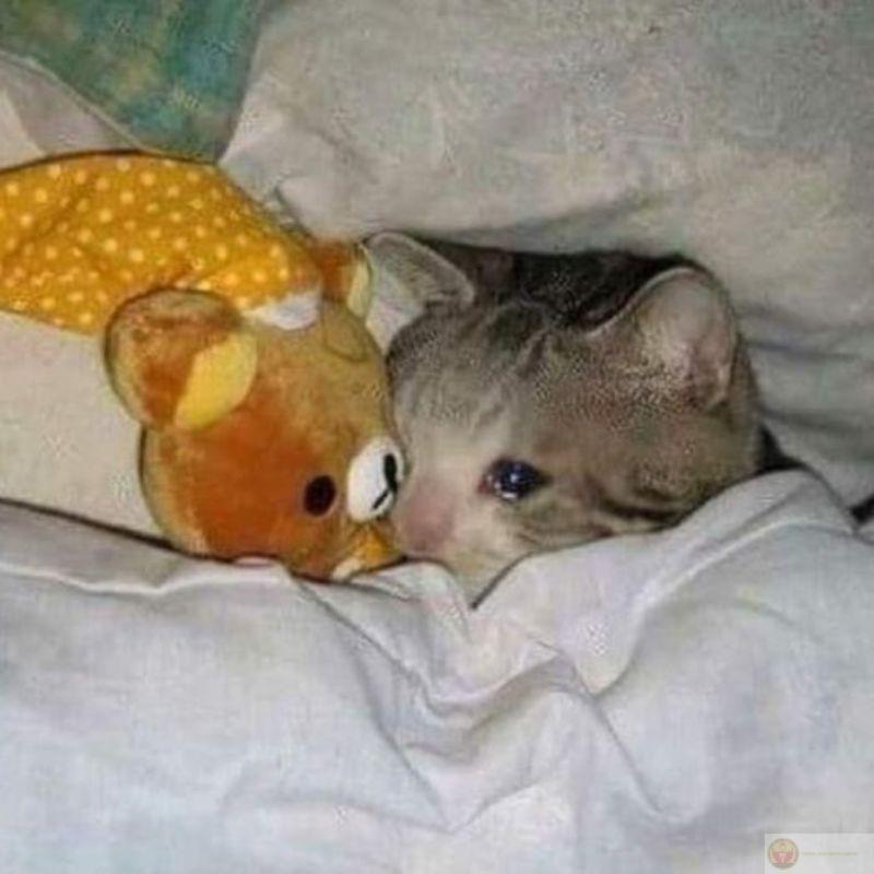 Meme mèo đánh nhau