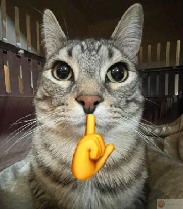 Meme mèo giơ ngón giữa