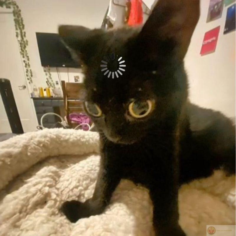 Meme mèo tặng nhẫn