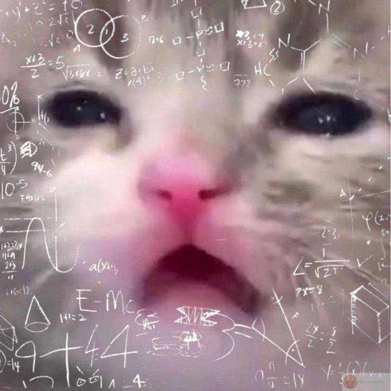 Meme mèo đeo nhẫn